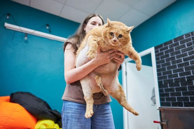 😭Умер пермский кот Крошик, который весил 17 кг

Пушистик несколько месяцев..