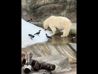 Белая медведица Айка из зоопарка в постоянном окружении назойливых пернатых,..