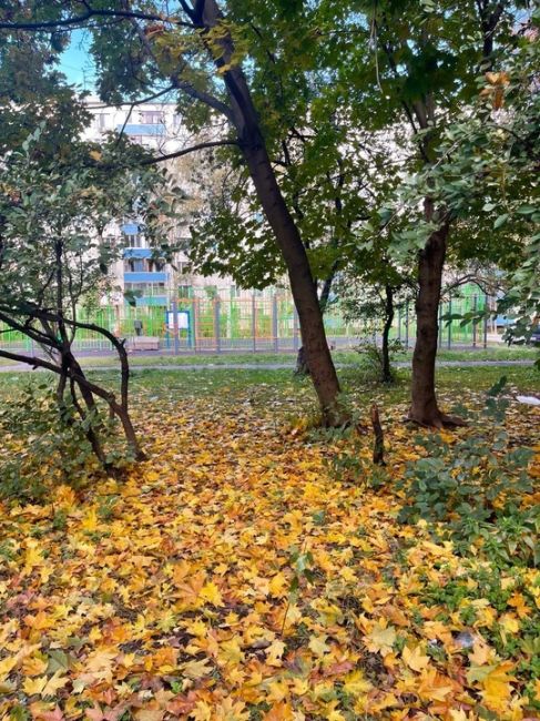 Золотая осень во дворах Куркинском шоссе..