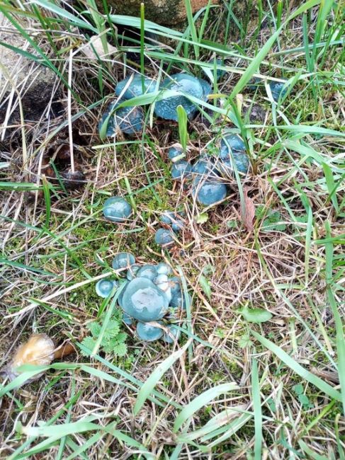 В Подмосковье обнаружены редкие съедобные грибы 🍄

На востоке..