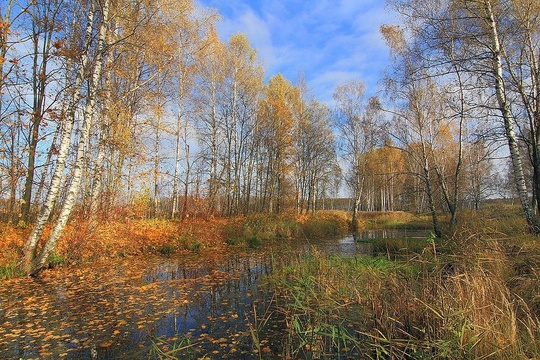 Доброе утро, Королев!
📍Лосиный остров
📸 Михаил..