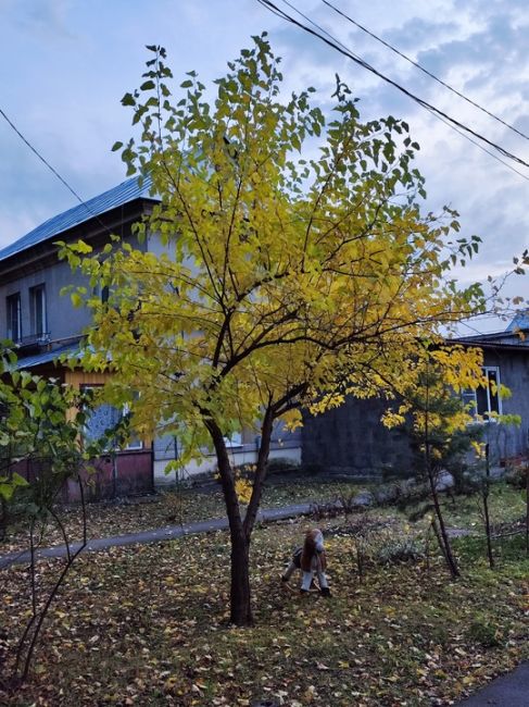 Осень в Долгопрудном - просто сказка ❤️

Ждём Ваши фото в..