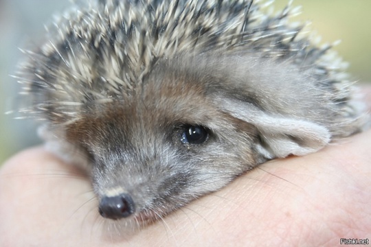 🦔 В Москве женщина нашла ежика и решила за ним ухаживать, но колючка заболел...