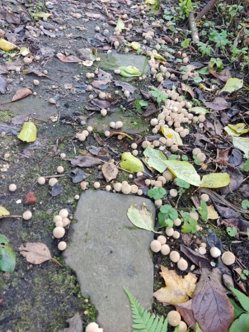 В Подмосковье обнаружены редкие съедобные грибы 🍄

На востоке..