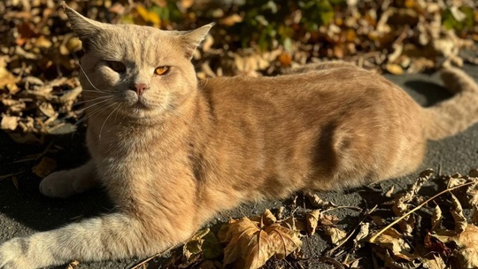 🆘 Вот такой красавец-кот ищет хозяина. Недавно его заметили..