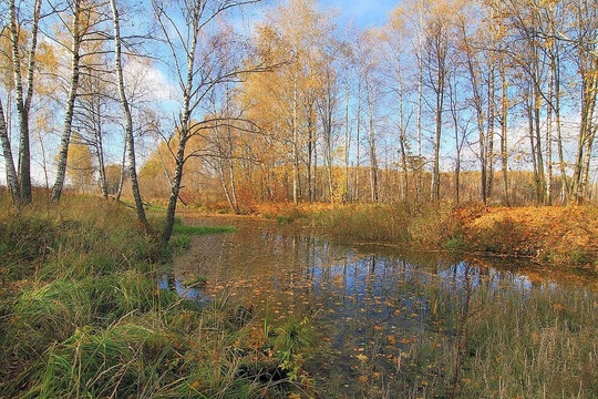 Доброе утро, Королев!
📍Лосиный остров
📸 Михаил..