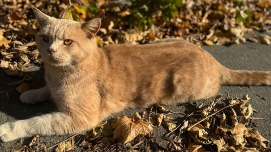 🆘 Вот такой красавец-кот ищет хозяина. Недавно его заметили..