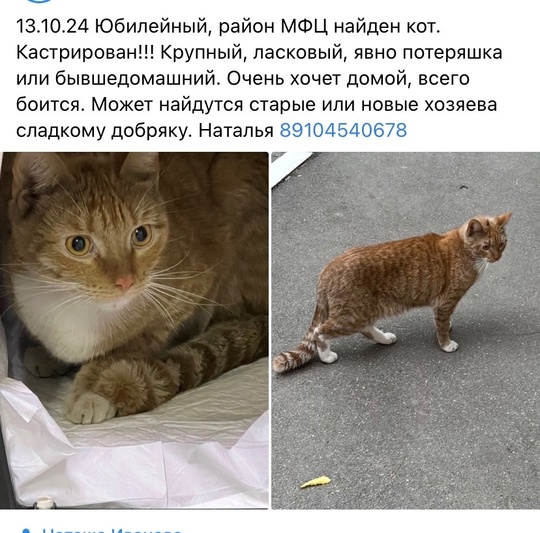 Подкинули котят в подъезд, кричали, пришлось забрать домой до..