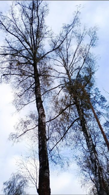 НА ВЕЛИКЕ МИМО МАЗУРИНСКОГО ОЗЕРА
В минувшую пятницу проехал на..