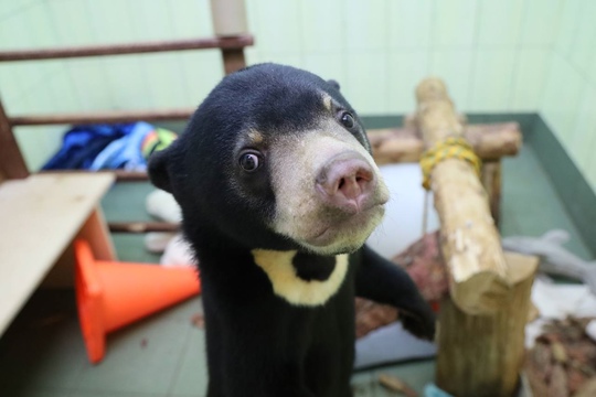 🐻В Московский зоопарк привезли малайского медвежонка

Это самый редкий и самый..