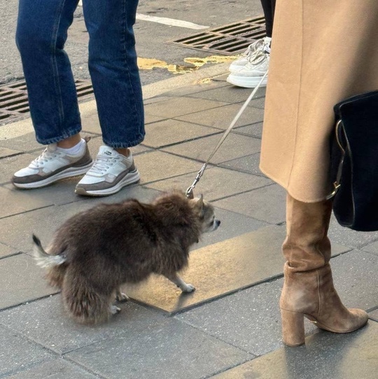 На Патриарших даже собаки модно..