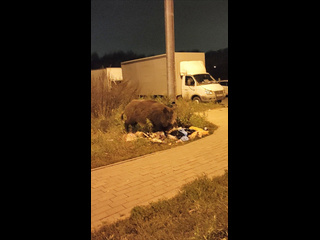 ВОТ ЭТО РАЗМЕРЧИК 🐗
Это Кабаниховна так поправилась или это её..