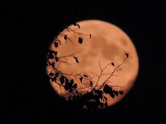 🌕На небе появилась «охотничья Луна»

Спутник уже очень хорошо виден на небе,..