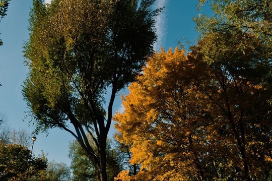 Воронцовский парк в осенних красках.

📸..