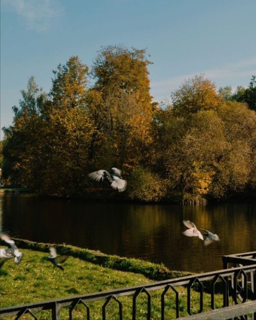 Воронцовский парк в осенних красках.

📸..