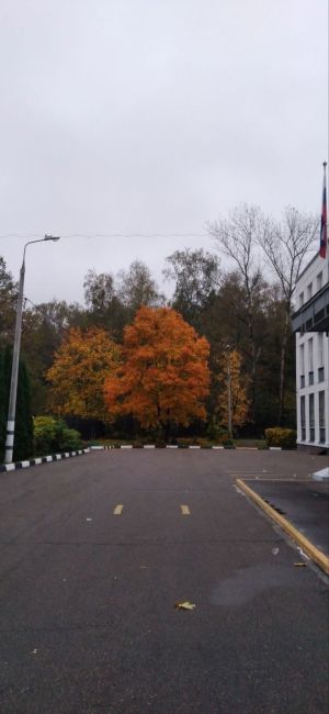 🍁В Зеленоград окончательно пришла осень.

На территории школы №..