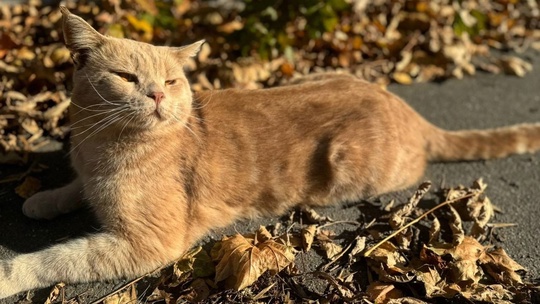 🆘 Вот такой красавец-кот ищет хозяина. Недавно его заметили..