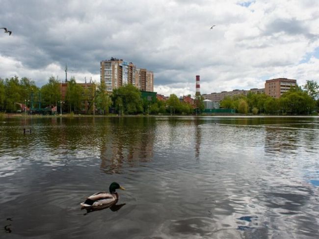 В Пушкино планируется провести работы по улучшению набережной..