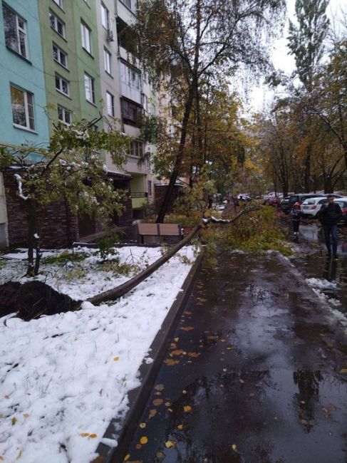 Район Коньково, очень много рухнувших деревьев

В Теплом Стане не повезло..