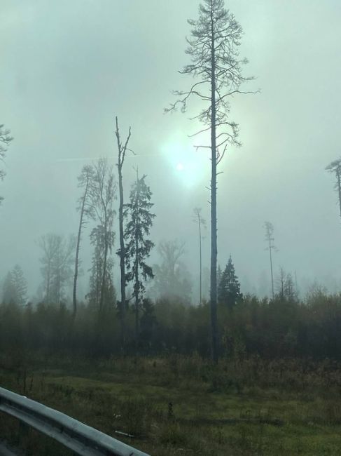 ТУМАННАЯ БАЛАШИХА 🤍🌫️🌲
Фото -..